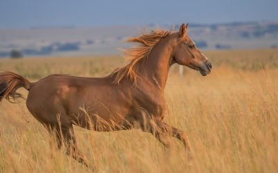 Treating Equine Inflammation with Camelina Oil