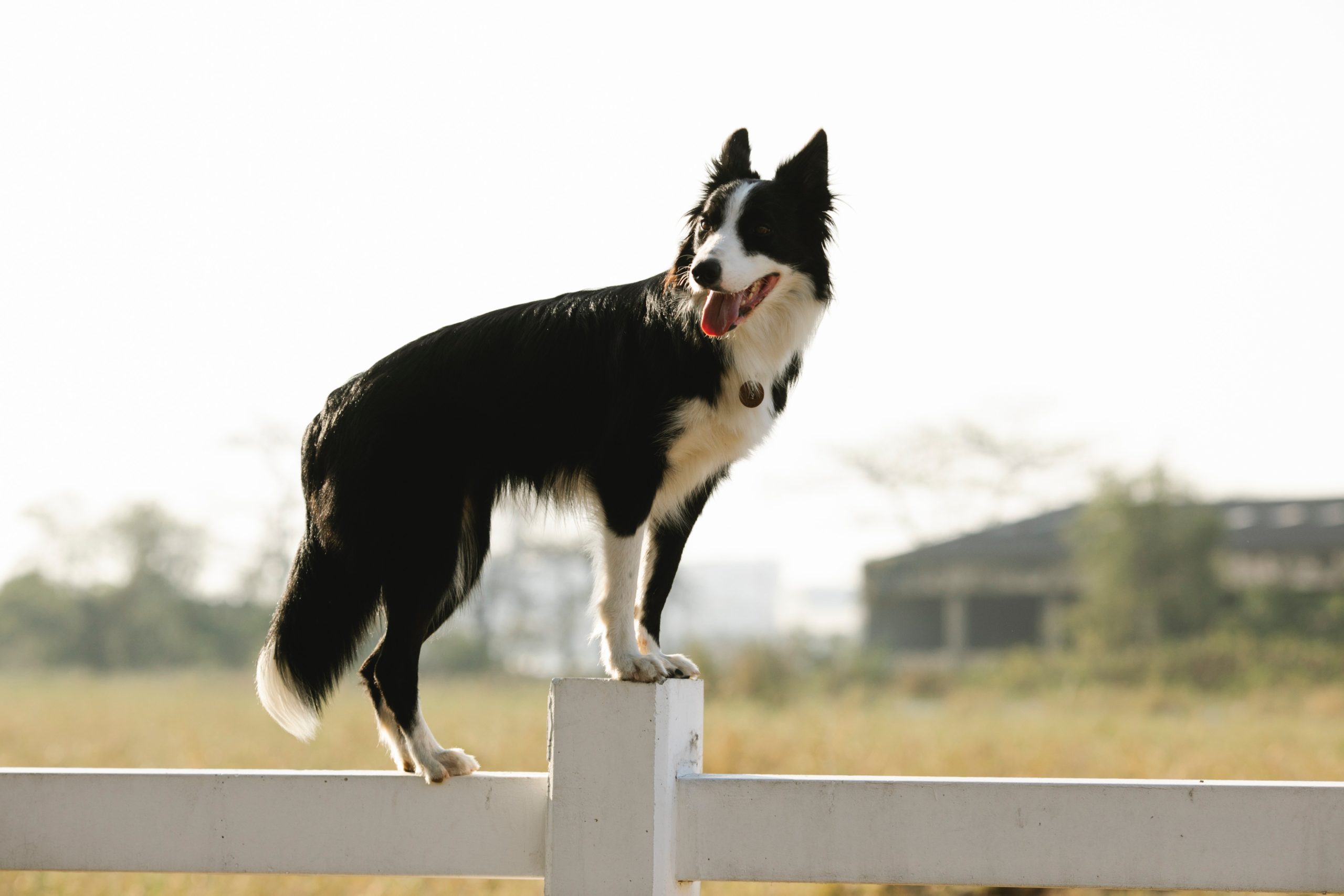 How to Improve Your Dog’s Overall Health