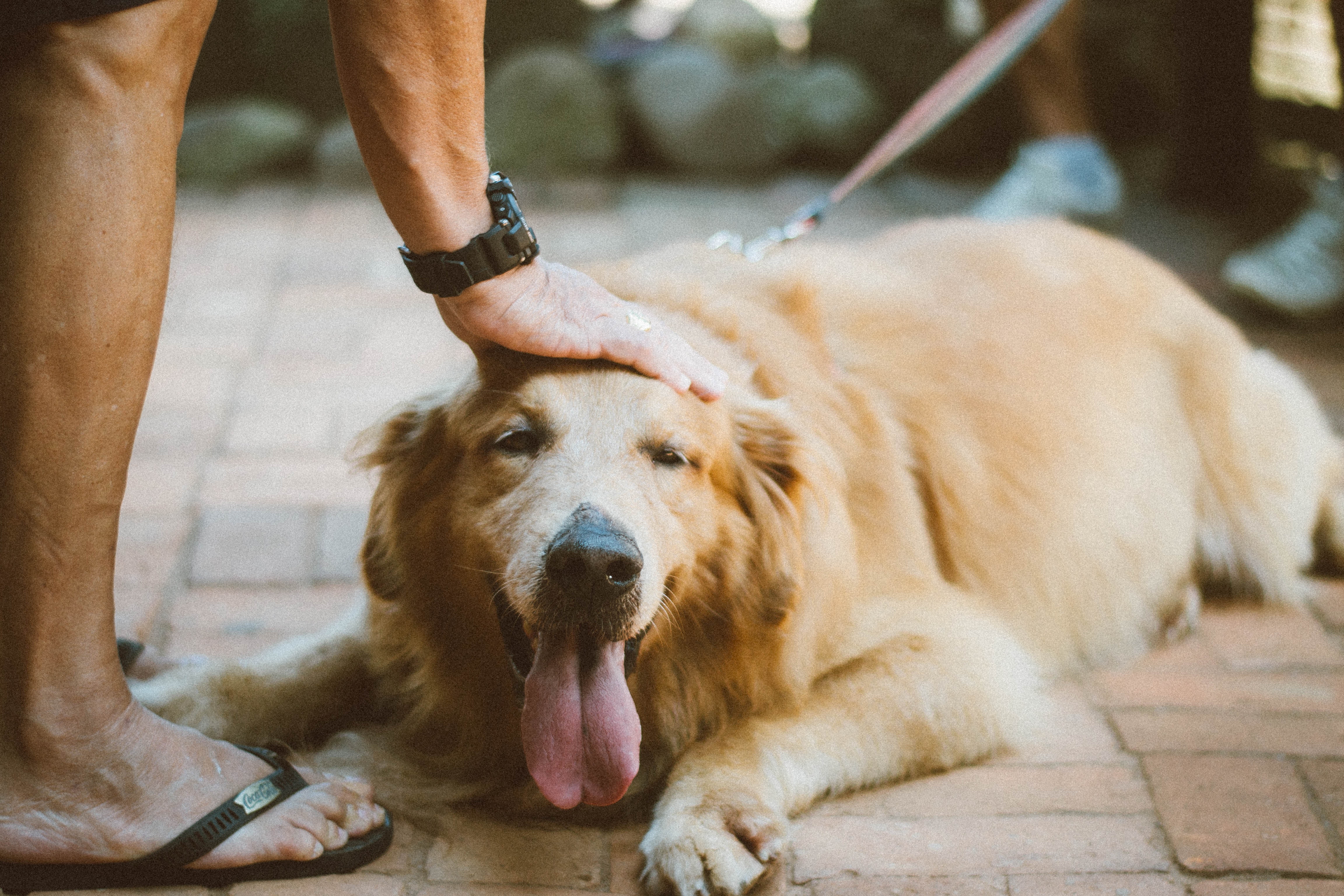 Wild Gold Canine Benefits – Testimonial